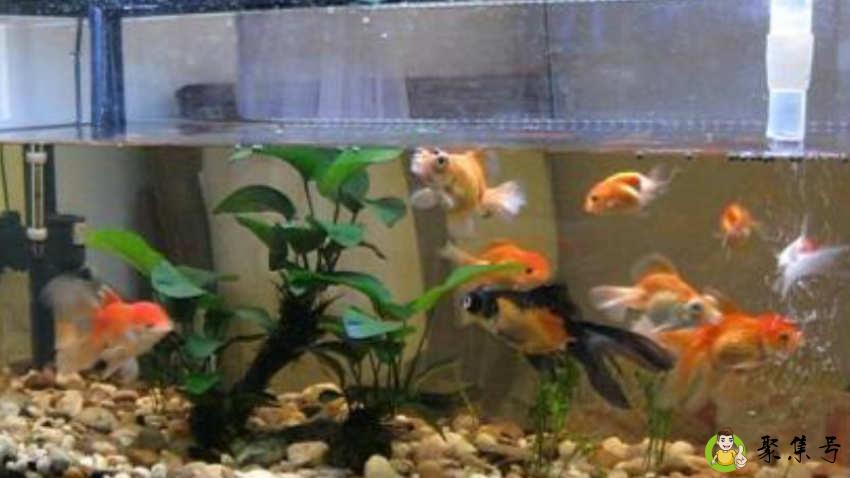 鱼缸尺寸有多少