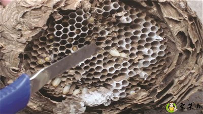 蜂窝是怎么形成的