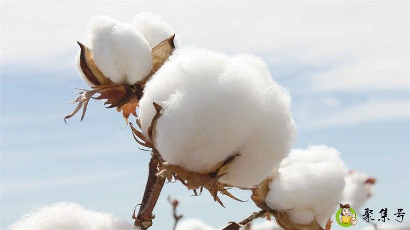 棉絮和棉花的区别