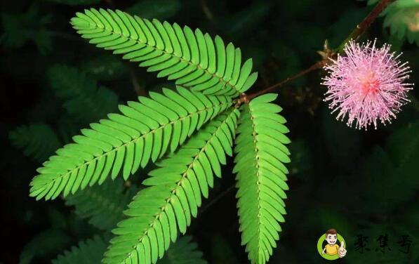 含羞草有毒吗 可以放在室内吗