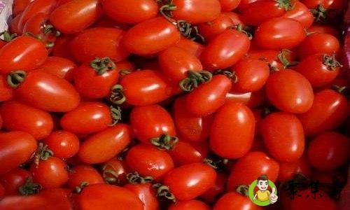 圣女果和小番茄的区别