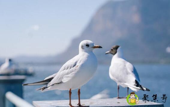 鸟屎掉衣服上如何化解