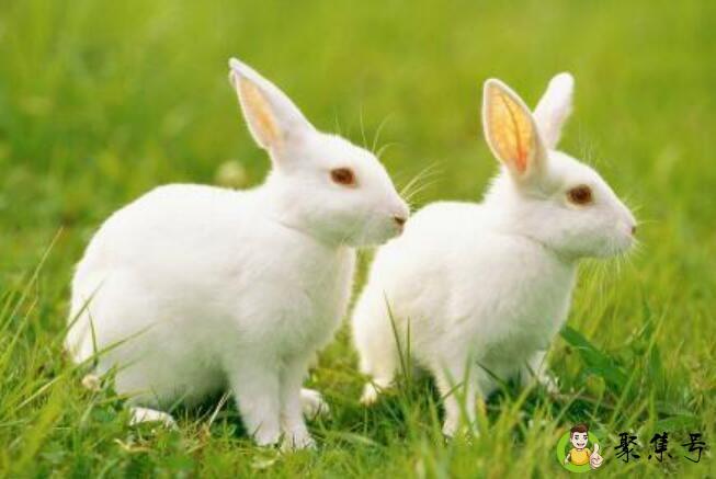 无暇碧玉是什么生肖