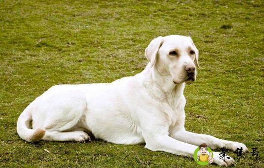 拉布拉多犬训练方法有哪些