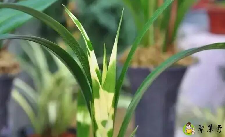 兰花叶艺只有一点点会继续进化吗