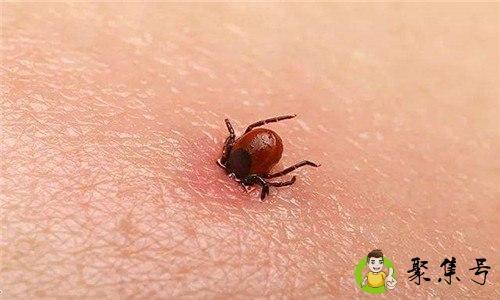 蜱虫怕什么东西