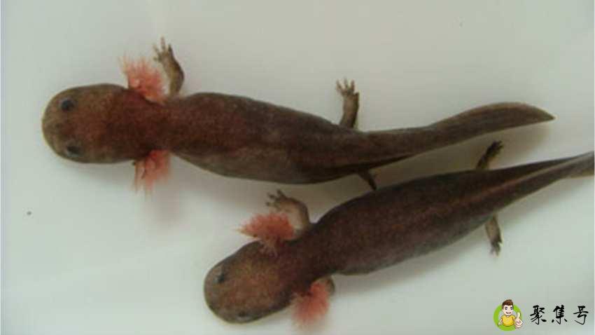 杀娃娃鱼注意事项