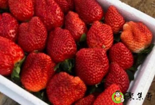 红颜草莓和丹东99的区别