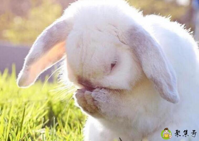 垂耳兔怎么教上厕所