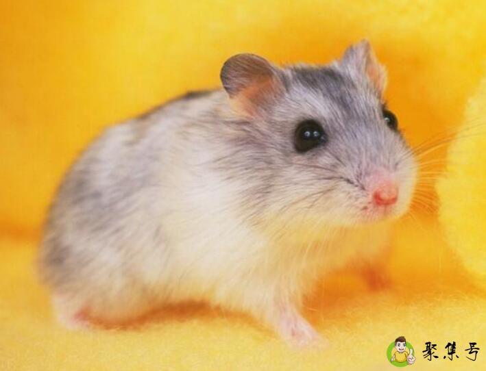 欲钱看日历是什么生肖