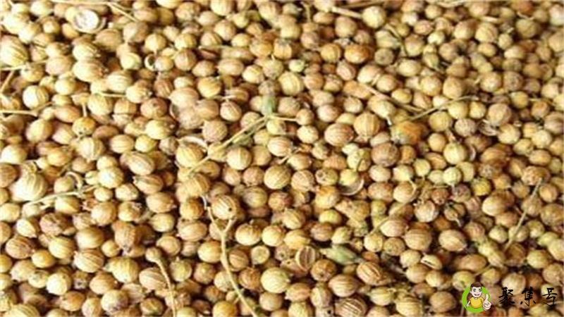 香菜籽的烹饪用途