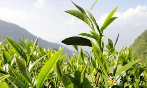 茶都有什么品种