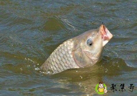 春天几月份钓鲤鱼