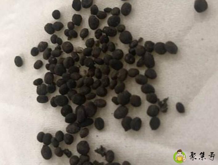 花种子需要泡发吗