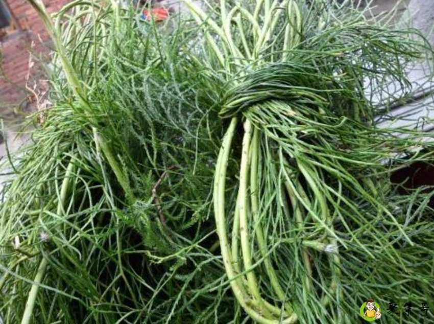 舒筋草和伸筋草一样吗