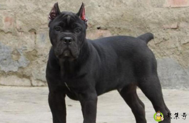 卡斯罗吃什么体型大