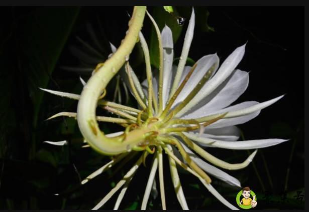 二十三年令箭荷花多高