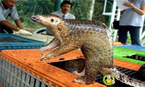 穿山甲吃什么东西呀