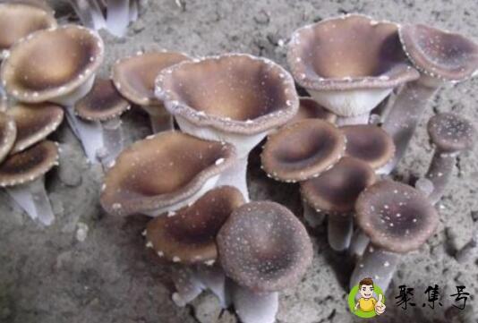 猪肚菌的营养价值及功效