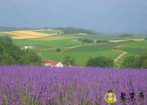 扑鼻而来的意思是什么