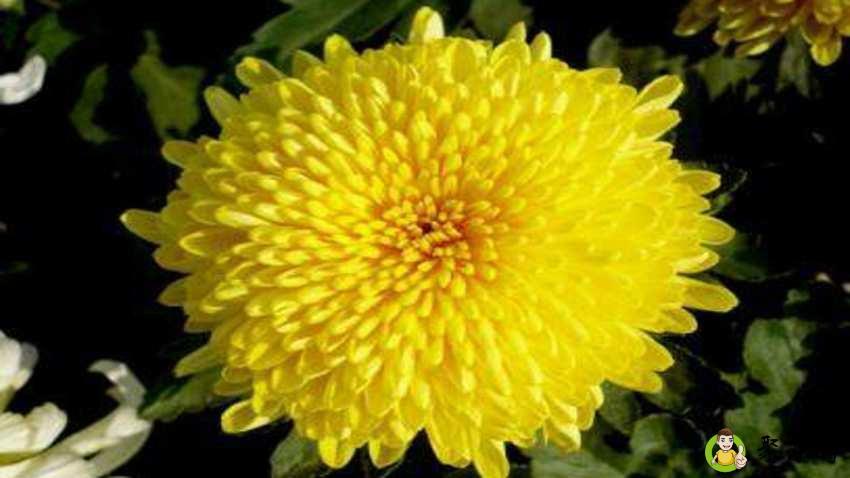 扫墓鲜花一般几朵