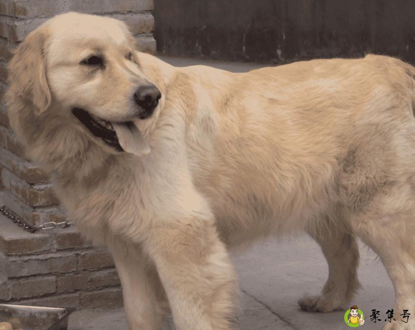 狗狗肢体语言有哪些