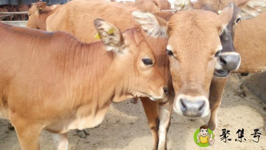 目无全牛的意思