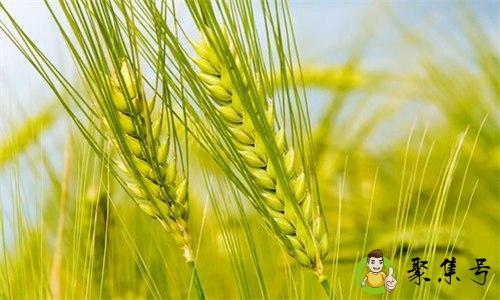 过了小满还能浇小麦吗