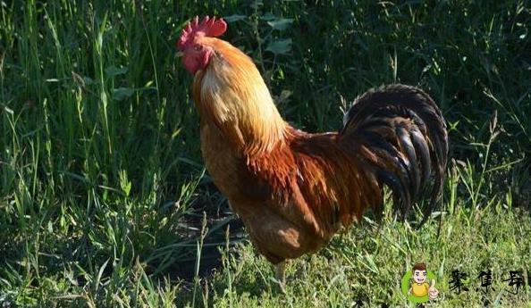 草原红公鸡能长多少斤