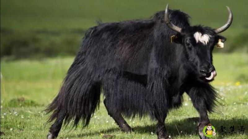 牦牛奶和普通牛奶的区别