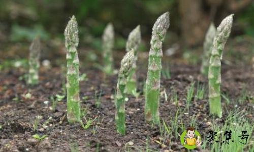 芦笋用不用焯水
