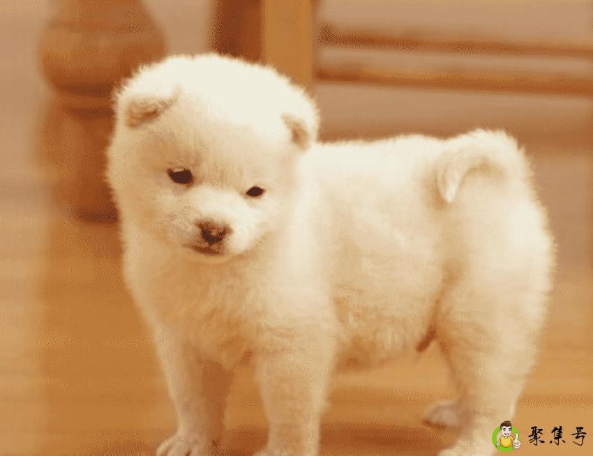 给狗狗取个好听的名字