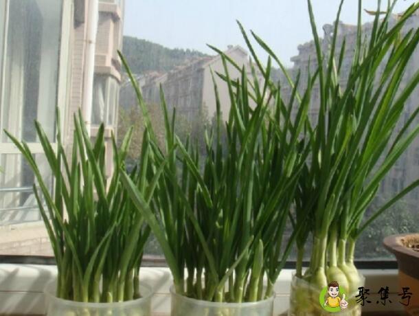 水培大蒜要剥皮吗