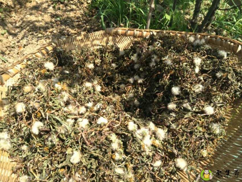 自己挖的蒲公英怎么处理