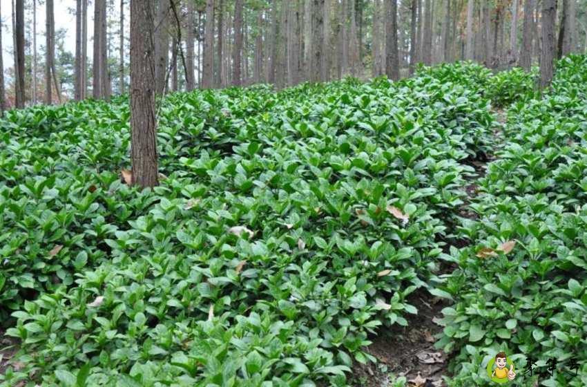 大青叶与板蓝根的区别