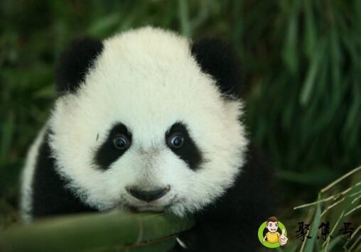 熊猫出生有多大