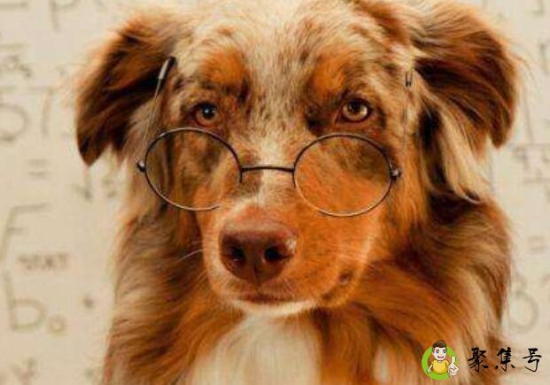 狗怕什么气味一闻就跑