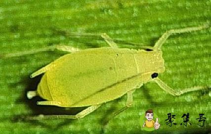 苍虫的营养价值