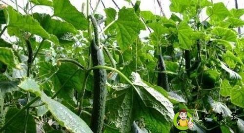 黄瓜吃不完怎么晒干