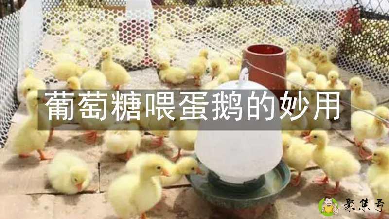 葡萄糖喂蛋鹅的妙用