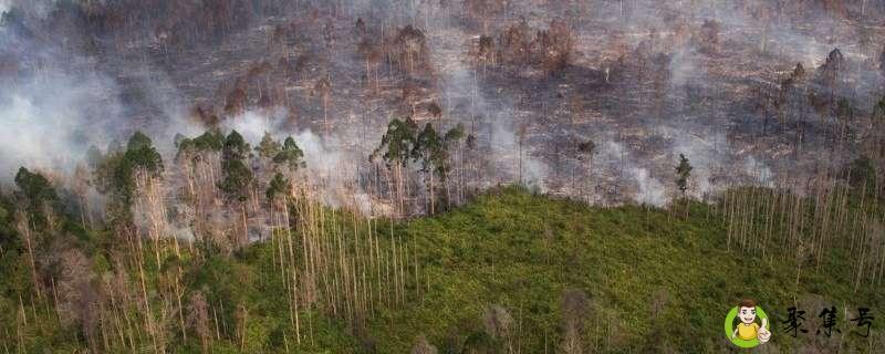 详细阅读:印尼烧芭蕉什么时候烧 印尼烧芭蕉什么时候烧