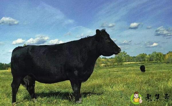 详细阅读:安格斯属于哪个国家 安格斯属于哪个国家