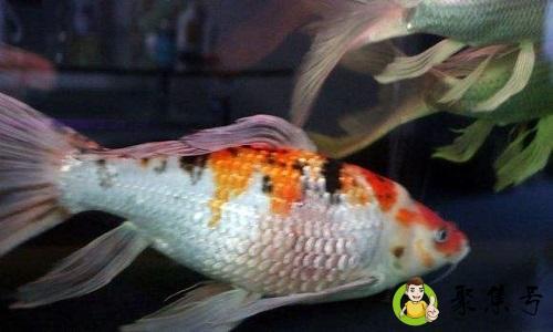 详细阅读:鱼炸鳞自己会恢复吗 鱼炸鳞自己会恢复吗