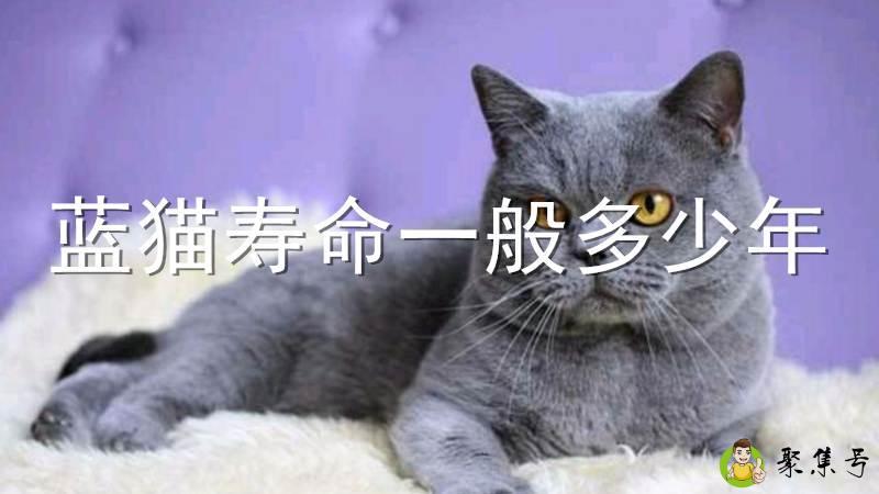 蓝猫寿命一般多少年