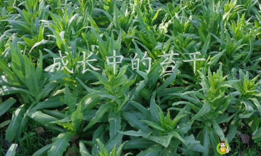 详细阅读:苔干是莴笋吗 苔干是莴笋吗