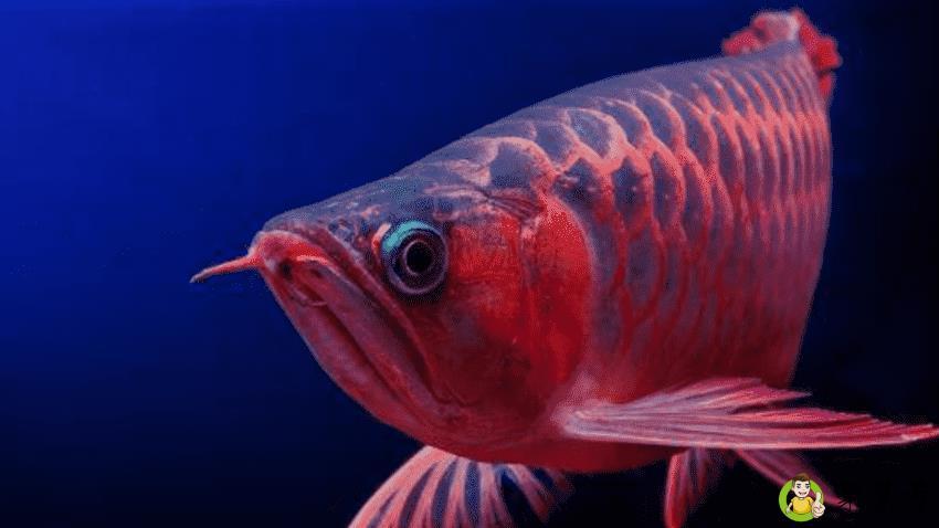 红龙鱼的寿命是多少年