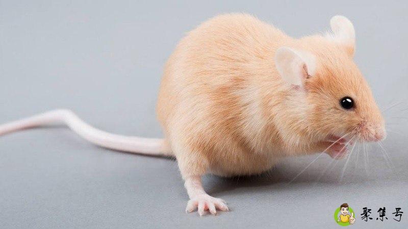 详细阅读:手电是指什么生肖 手电是指什么生肖