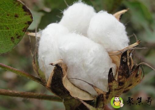 详细阅读:抗虫棉是转基因吗 抗虫棉是转基因吗