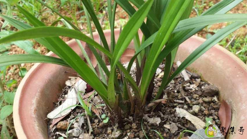 详细阅读:不花钱的兰花土配方是什么 不花钱的兰花土配方是什么