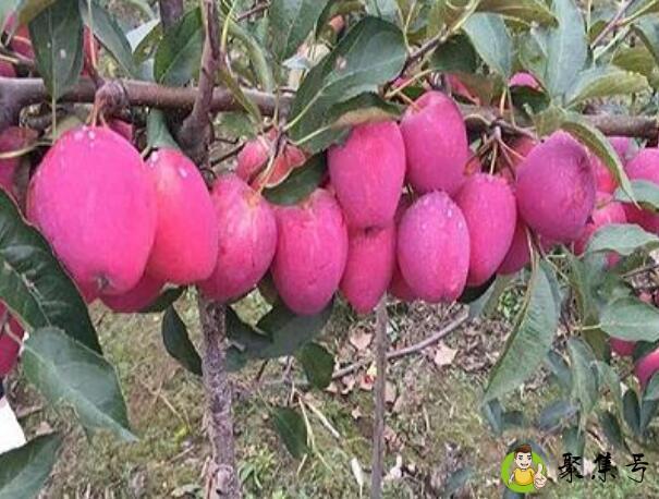 详细阅读:鸡心果好吃吗 鸡心果好吃吗